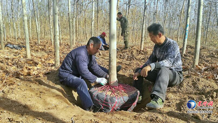 東營區(qū)史口鎮(zhèn)潤泰農(nóng)民種植專業(yè)合作社 '扶貧樹'變身'搖錢樹'的致富之路
