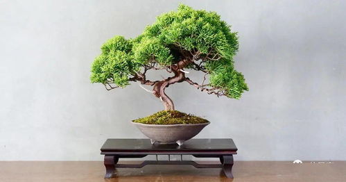 盆景收藏之增值條件 樹木種植的藝術(shù)與技巧