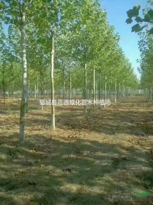 鄆城縣嘉通綠化苗木種植場 打造綠色生態(tài)，推動樹木種植產(chǎn)業(yè)化發(fā)展